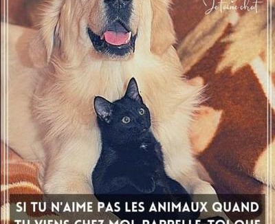 Callen Bed & Breakfast | LA GRANDE JAOUGUE