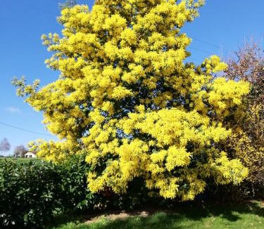 Feneu Bed & Breakfast | La haye Georget