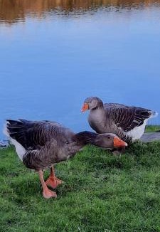 La Haye House | La hervuerie