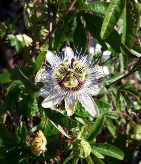 Soulignac House | La Jouissiere