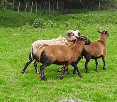 La Garnache House | La Longère des Basses Terres