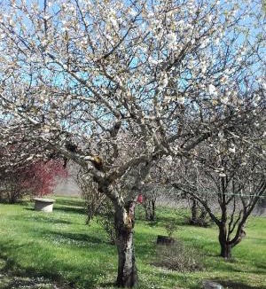 Saint-Medard-de-Guizieres Bed & Breakfast | La Maison d'Alienor