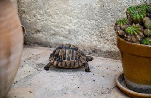 Aigues-Mortes Medieval City House | La Maison de Famille