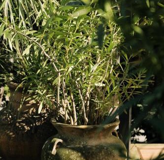 Cap-Ferret Hotel | La Maison du Bassin