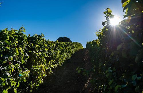 Cournanel House | La Maison du Figuier - 4 pers entre Vignes & Rivière -