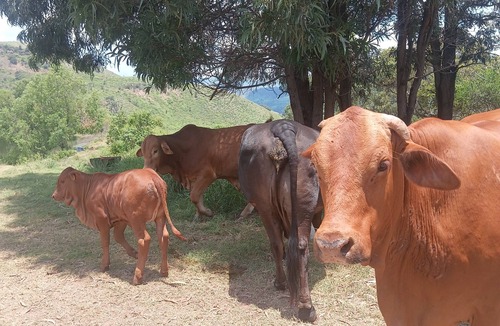 Bakers Creek Cottage | La Maison Gloucester