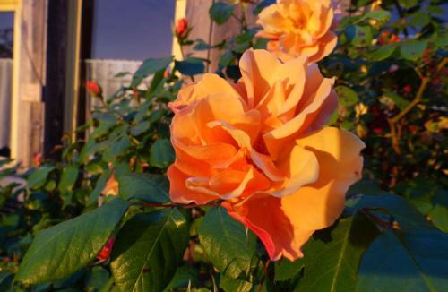 Chauvigny Bed & Breakfast | La Maison Rouge