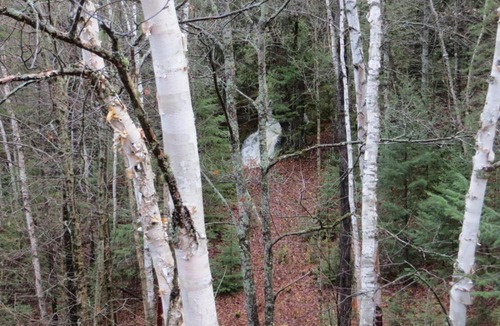 Saint-Roch-de-Mekinac Bed & Breakfast | La maison sous les arbres