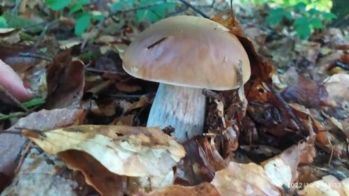 Camembert House | La maisons aux volets bleus