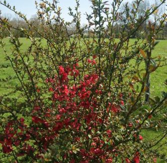 Bruailles Bed & Breakfast | La mare aux grenouilles