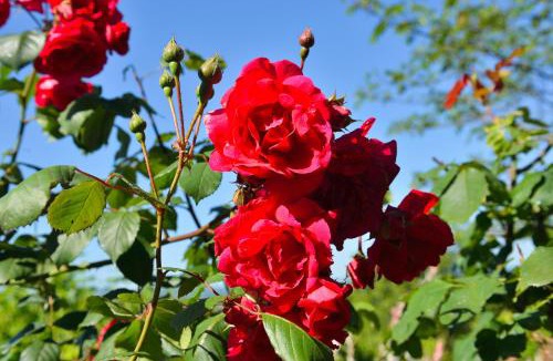 Saint-Genix-sur-Guiers Bed & Breakfast | La Parenthèse