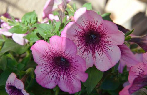 Saint-Genix-sur-Guiers Bed & Breakfast | La Parenthèse