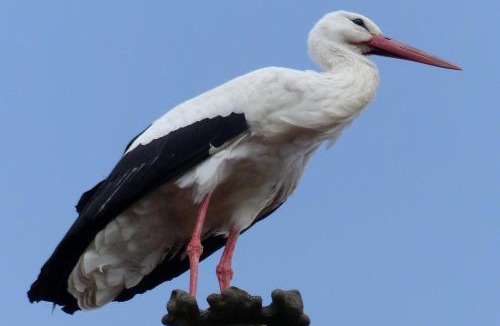 Gertwiller House | La Parenthese