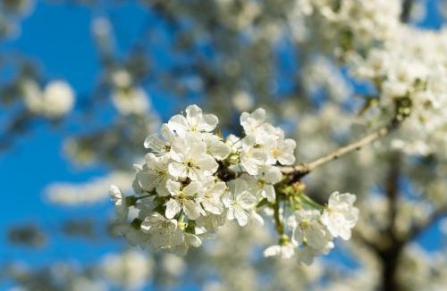 Teloche Bed & Breakfast | La planche pinçon