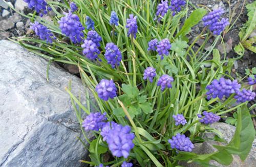 Servoz Ski Chalet | La Planque des Marmottes