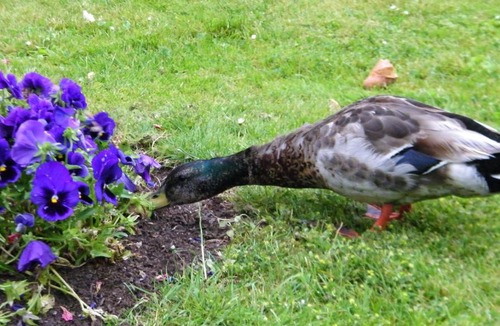 Carentan House | La Roselière