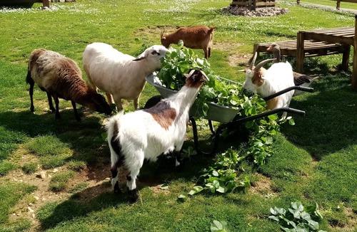 Saint-Mards-en-Othe Ski Chalet | La Ruche (with private Jacuzzi)