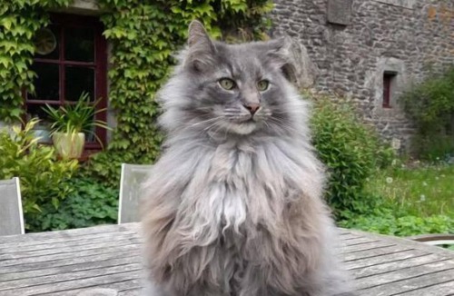 Plougonven House | La Source de Kimia