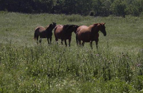 Pradelles-Cabardes House | la source et la sorciere