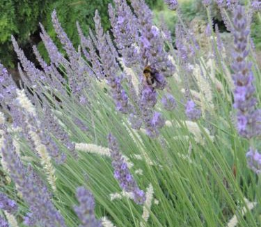 Apt Apartment | La Suite Gregoire