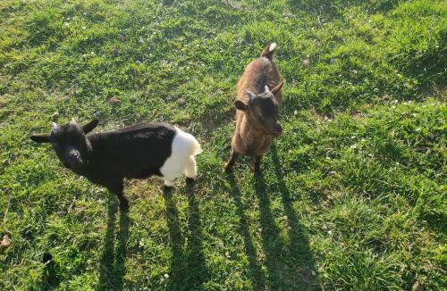 La Chapelle sur Vire House | La vie est belle