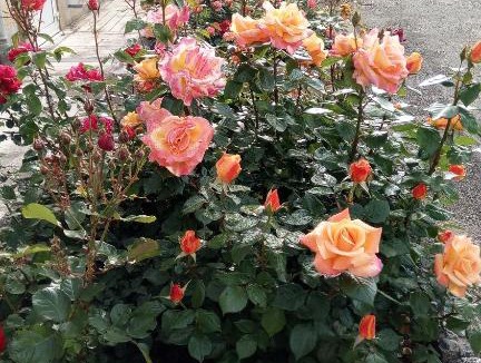 Villelongue-d'Aude Bed & Breakfast | La Vigneronne