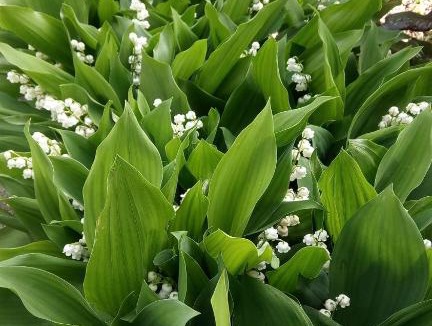 Villelongue-d'Aude Bed & Breakfast | La Vigneronne