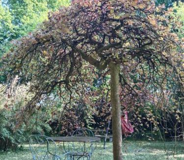 Thivencelle Apartment | La Villa Saint Ghislain