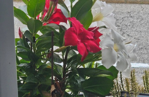 Castagnola House | LAKE VIEW - LAKE VIEW LUGANO Cozy, intimate, pets allowed