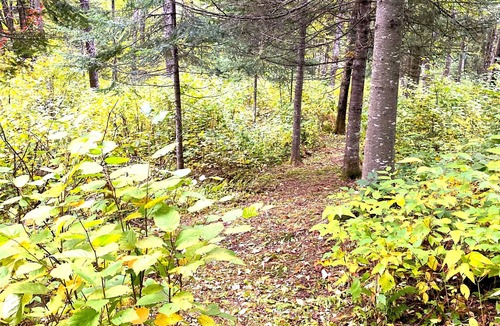 Lac-Saint-Paul Cottage | Lake View Paradise with 3 Bedrooms, Getaway!