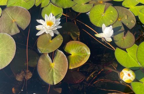 Silver Lake House | Lakefront Gem Balcony, Fire Pit and Yard in Everett