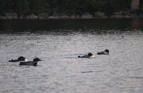 Franklin Cabin | (LAKEFRONT) We Camp - Molasses Pond
