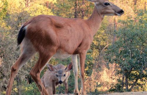 Lewiston Cabin | Lakeview Terrace Resort