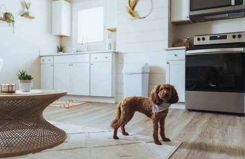 Johnson City Apartment | Lamont 6 1Bed Pet-Friendly Apt