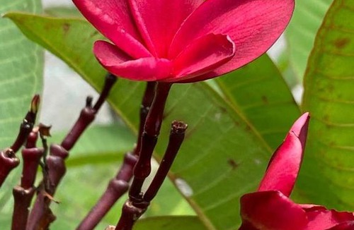 Air Hangat House | Langkawi Natural Villa