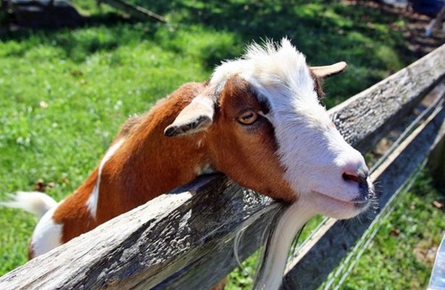 Downtown Baltimore Apartment | Lanvale St. 1 BR Apartment