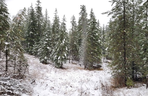 Harvard RV Rental | Large RV site with full hookups, surrounded by trees and nature.