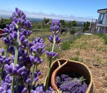 Watsonville Apartment | Lavandine Farm