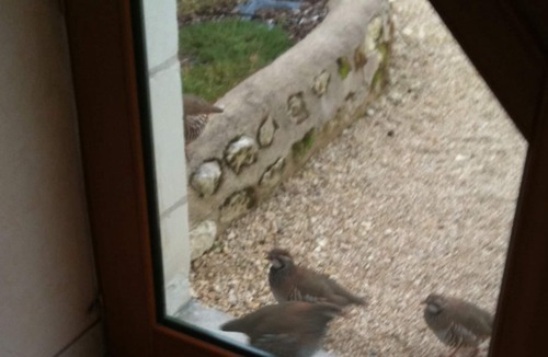 Thure House | Lavender cottage, beautiful place!