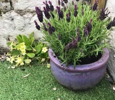 Presteigne House | Lavender Cottage