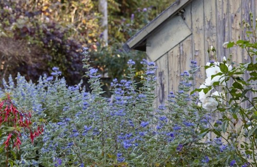 Beer Cottage | Lavender Cottage