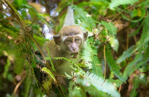 Bukit Lawang Bed & Breakfast | Lawang Inn