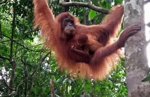 Bukit Lawang Bed & Breakfast | Lawang Inn