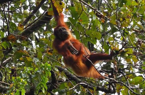 Bukit Lawang Hotel | Lawang Inn Restaurant & Jungle Trek