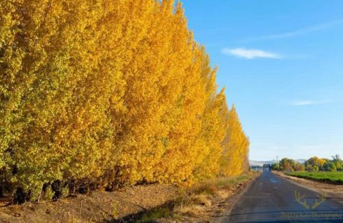 Weiser Hotel | Lazy Bear Ranch