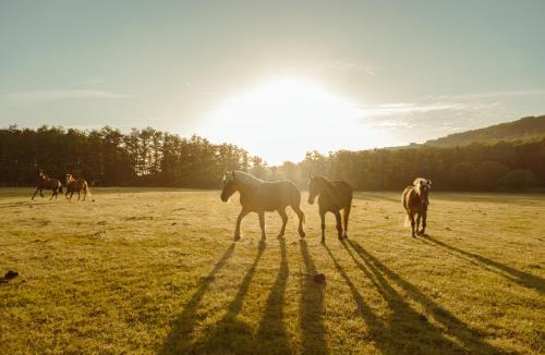 Bonnelles Hotel | Le Barn
