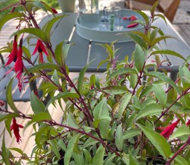 Villemoustaussou Bed & Breakfast | Le chant des cigales