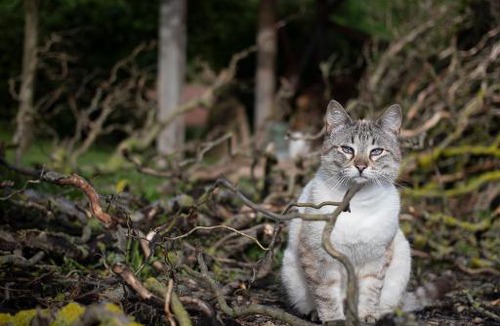 Versols-et-Lapeyre House | Le Chat Blanc Gîte