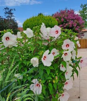 Chevigny-en-Valiere Bed & Breakfast | Le Clos Gwladys