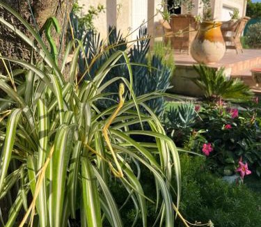 Boisseron Bed & Breakfast | Le Clos Jasmin